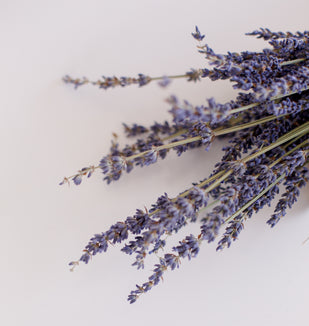Lavanda